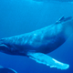 Illustration for article titled Why Whale Songs Are Still One Of Science's Greatest Mysteries